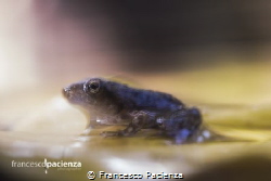 Froggy slow-motion. by Francesco Pacienza 